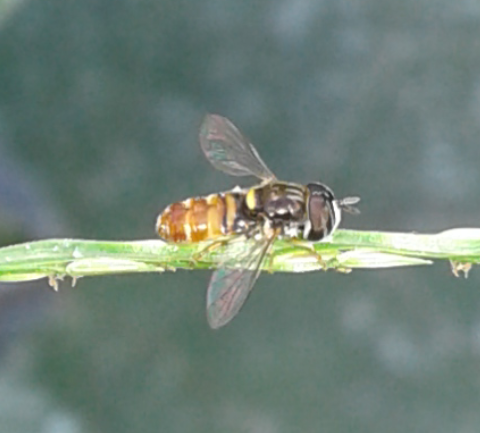 Syrphidae : Paragus sp.?  S